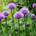 Perennials - Sheet4