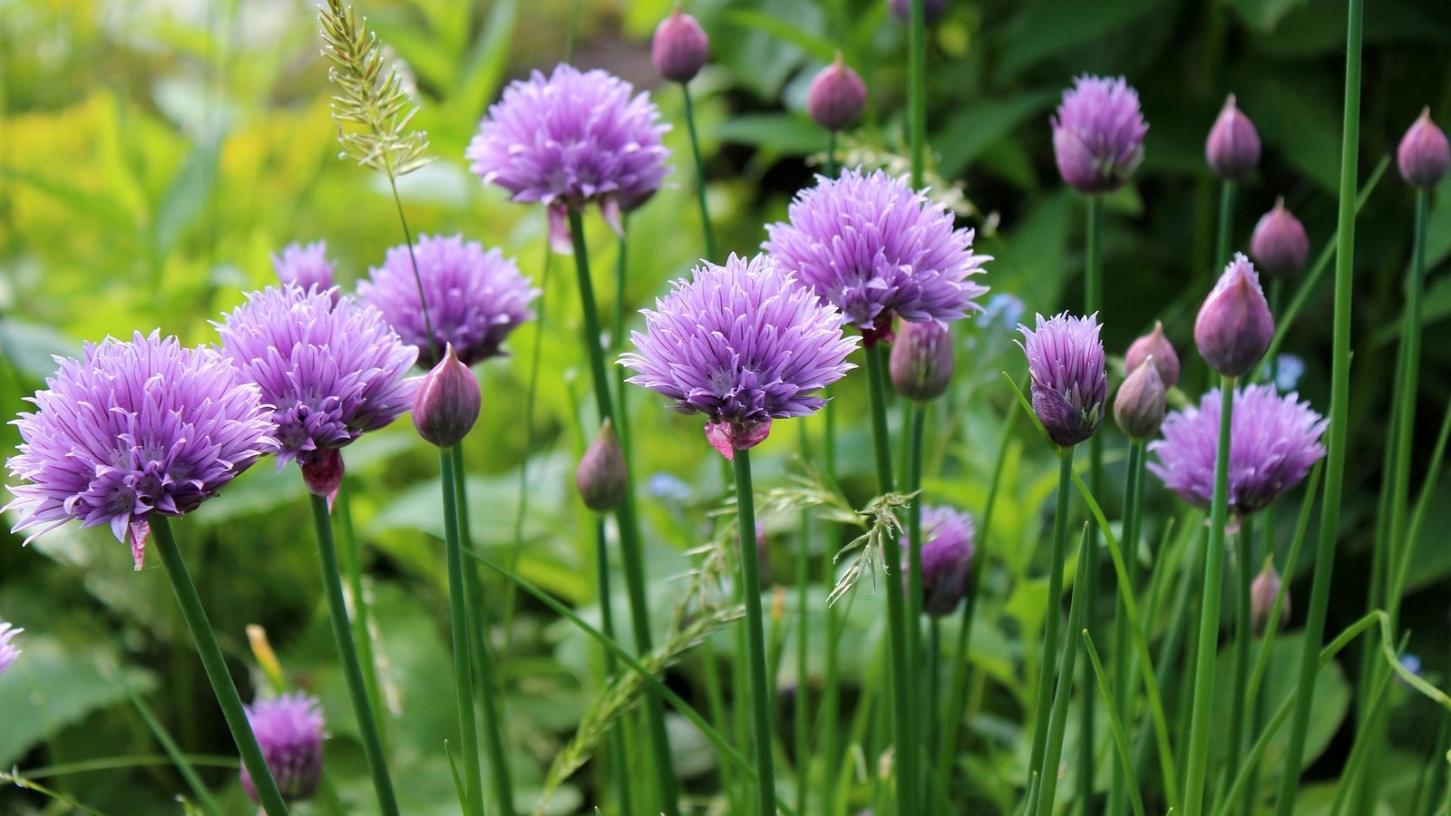 Perennials - Sheet4