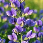 Perennials - Sheet5