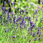 Perennials - Sheet6
