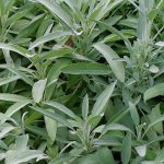 Perennials - Sheet7