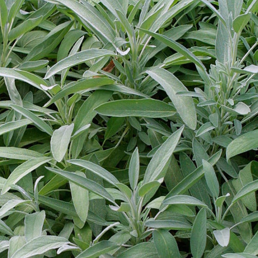 Perennials - Sheet7
