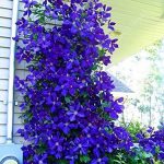 Vines - Sheet1