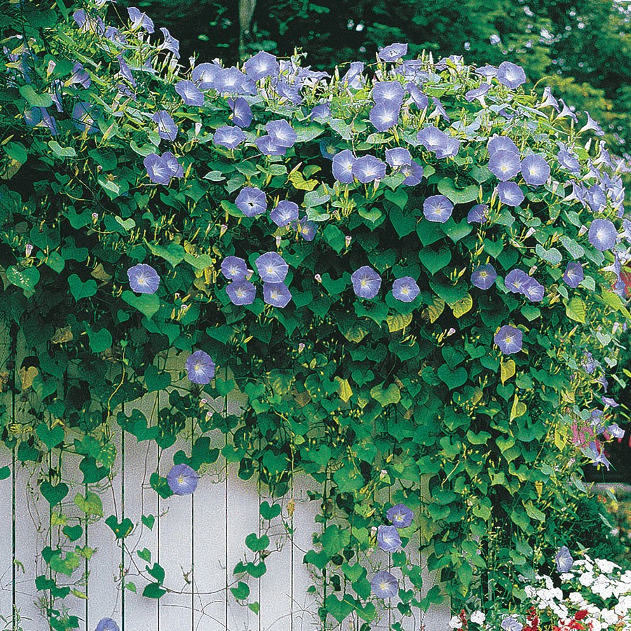 Vines - Sheet2