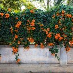 Vines - Sheet3