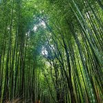 Nagaland Bamboo Development Agency (NBDA): Development of Bamboo in Nagaland - Sheet1