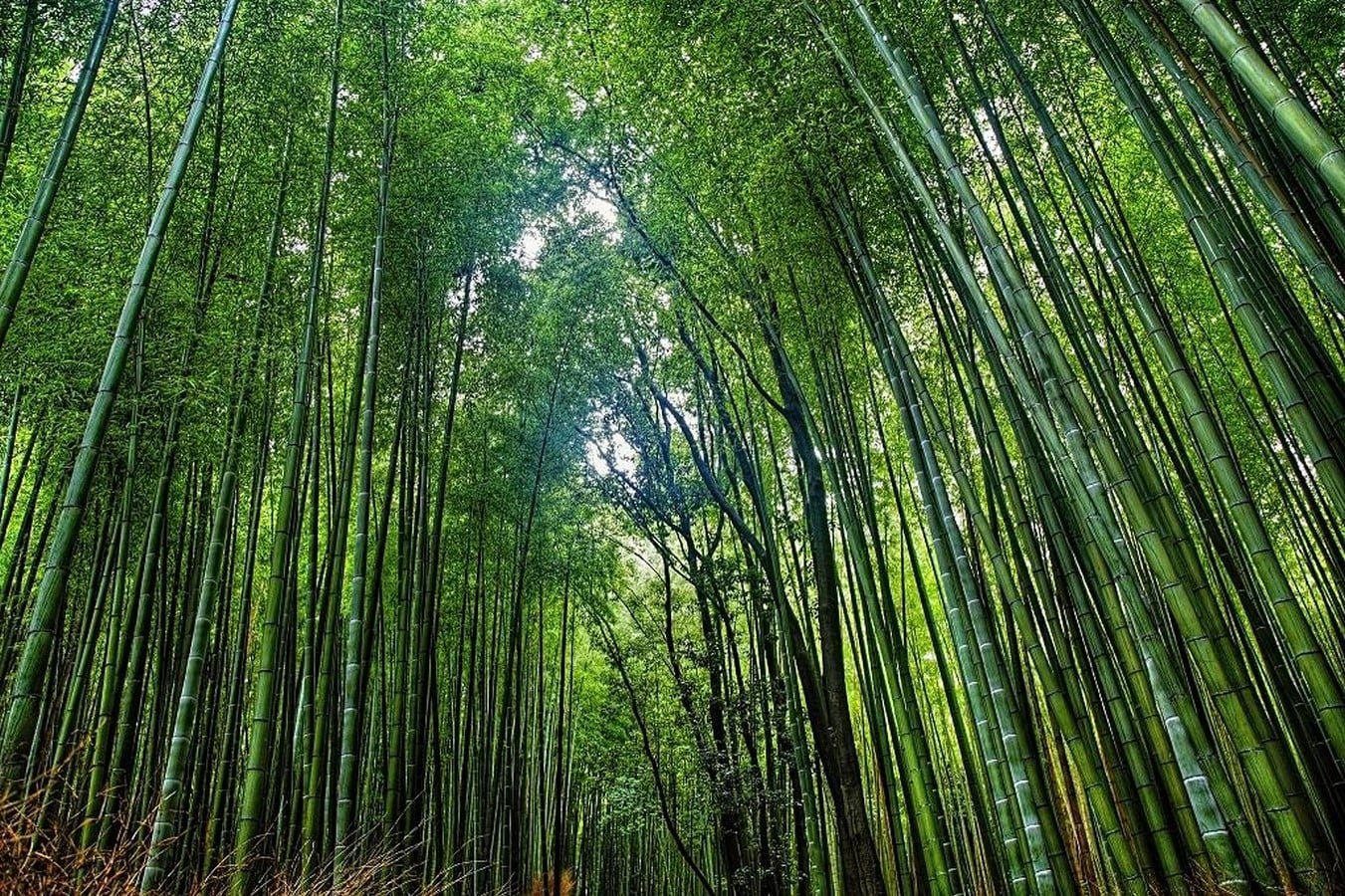 Nagaland Bamboo Development Agency (NBDA): Development of Bamboo in Nagaland - Sheet1