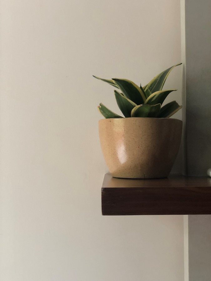 The Picture Perfect Plant in a Millennial Home - Sheet4