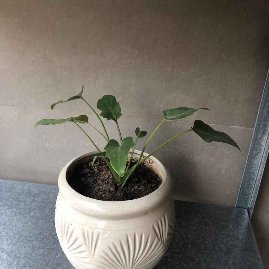 The Picture Perfect Plant in a Millennial Home - Sheet9