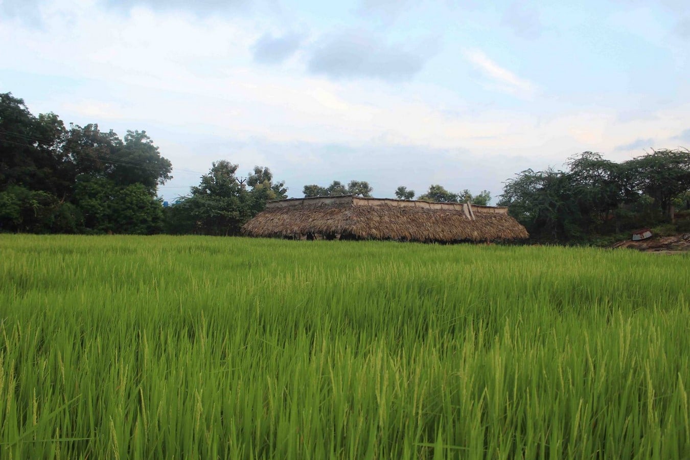 COW SHELTER, POLUR, TAMIL NADU - Sheet1