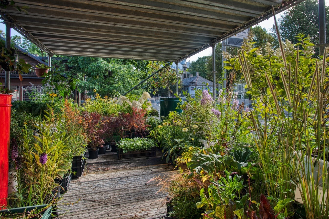 Riga's First Urban Vertical Garden To Test The Effect Of Urban Environment created by Annvil - Sheet4