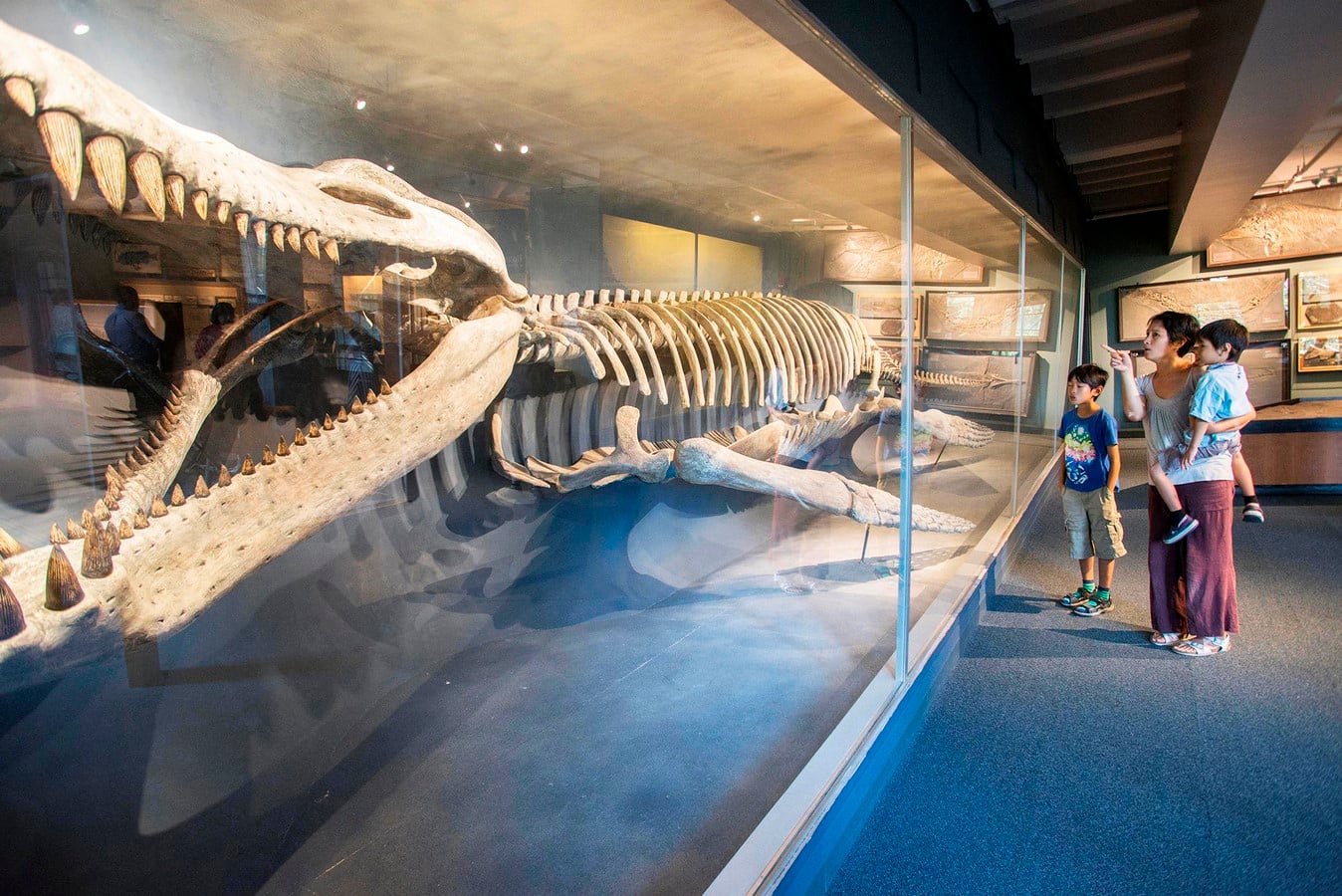 Harvard Museum of Natural History - Sheet2