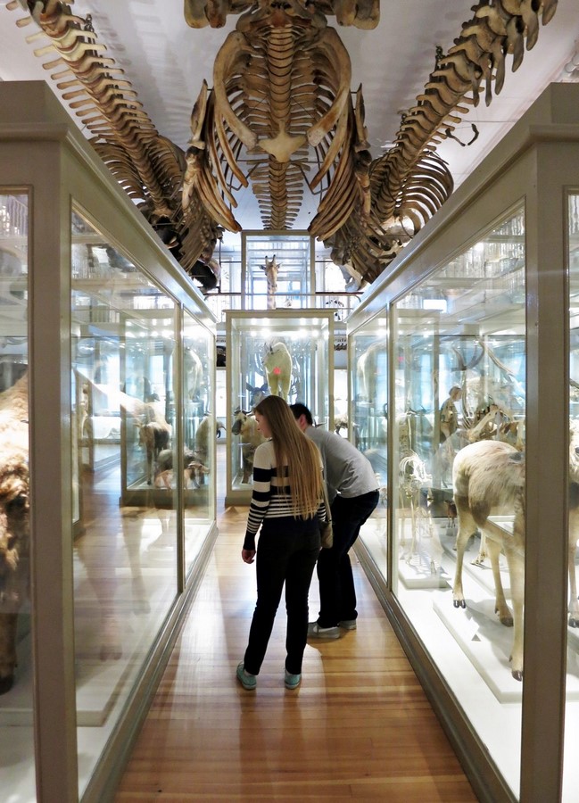 Harvard Museum of Natural History - Sheet3