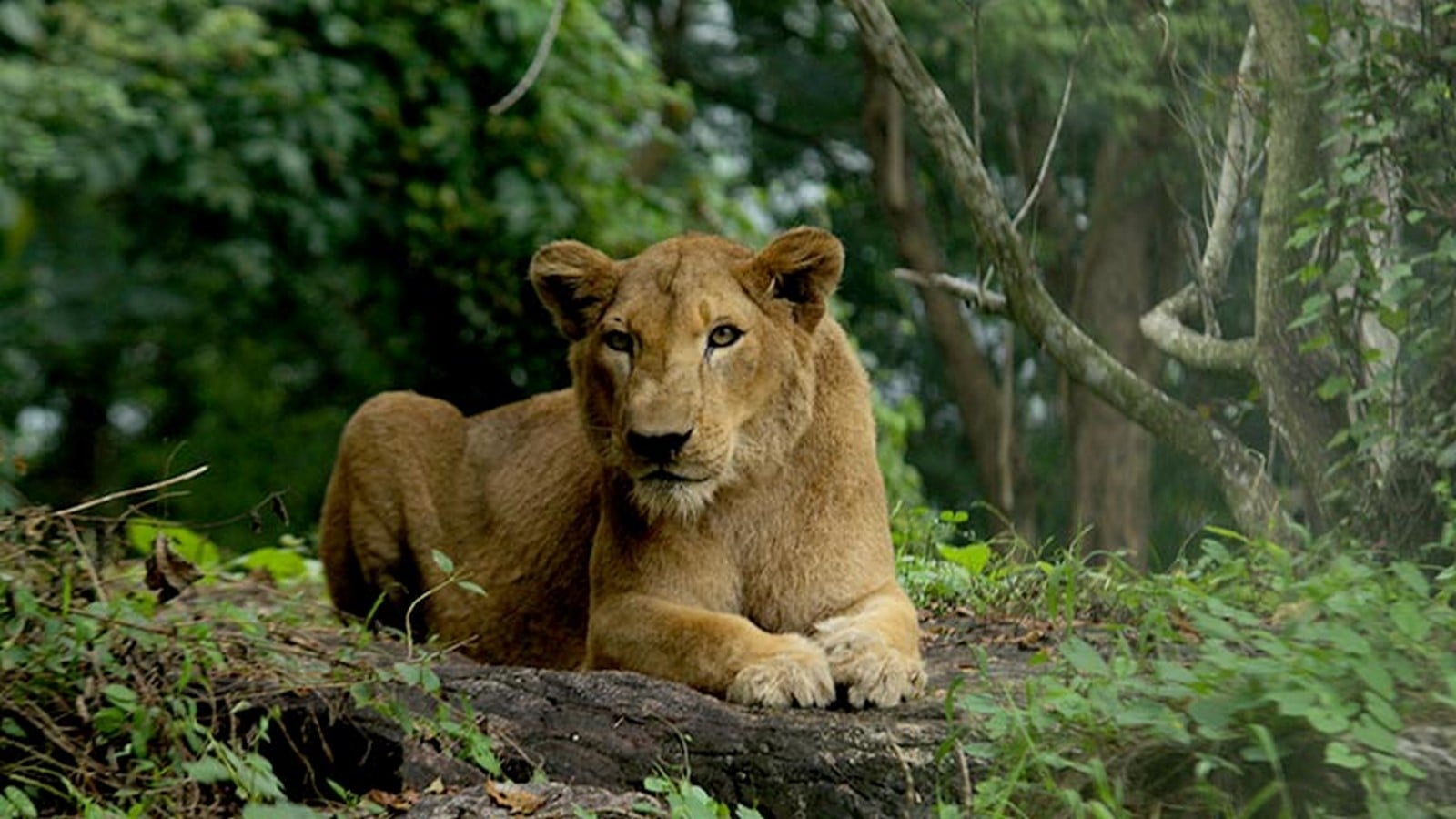 Neyyar Dam and Wildlife Sanctuary- Sheet3