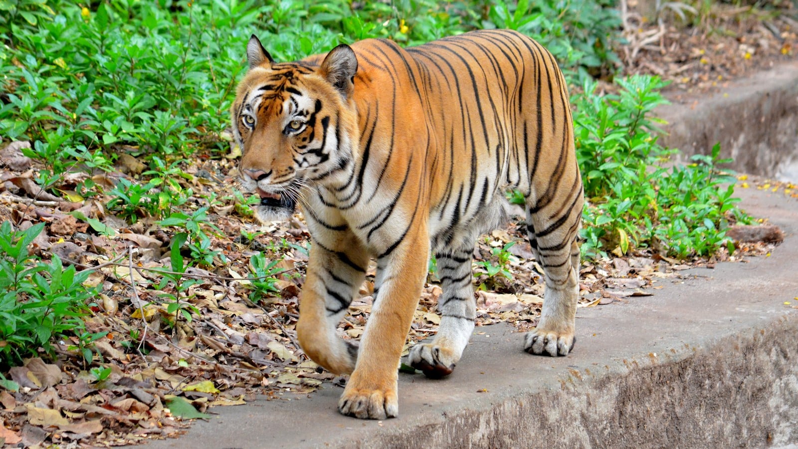 Zoological Park- - Sheet2