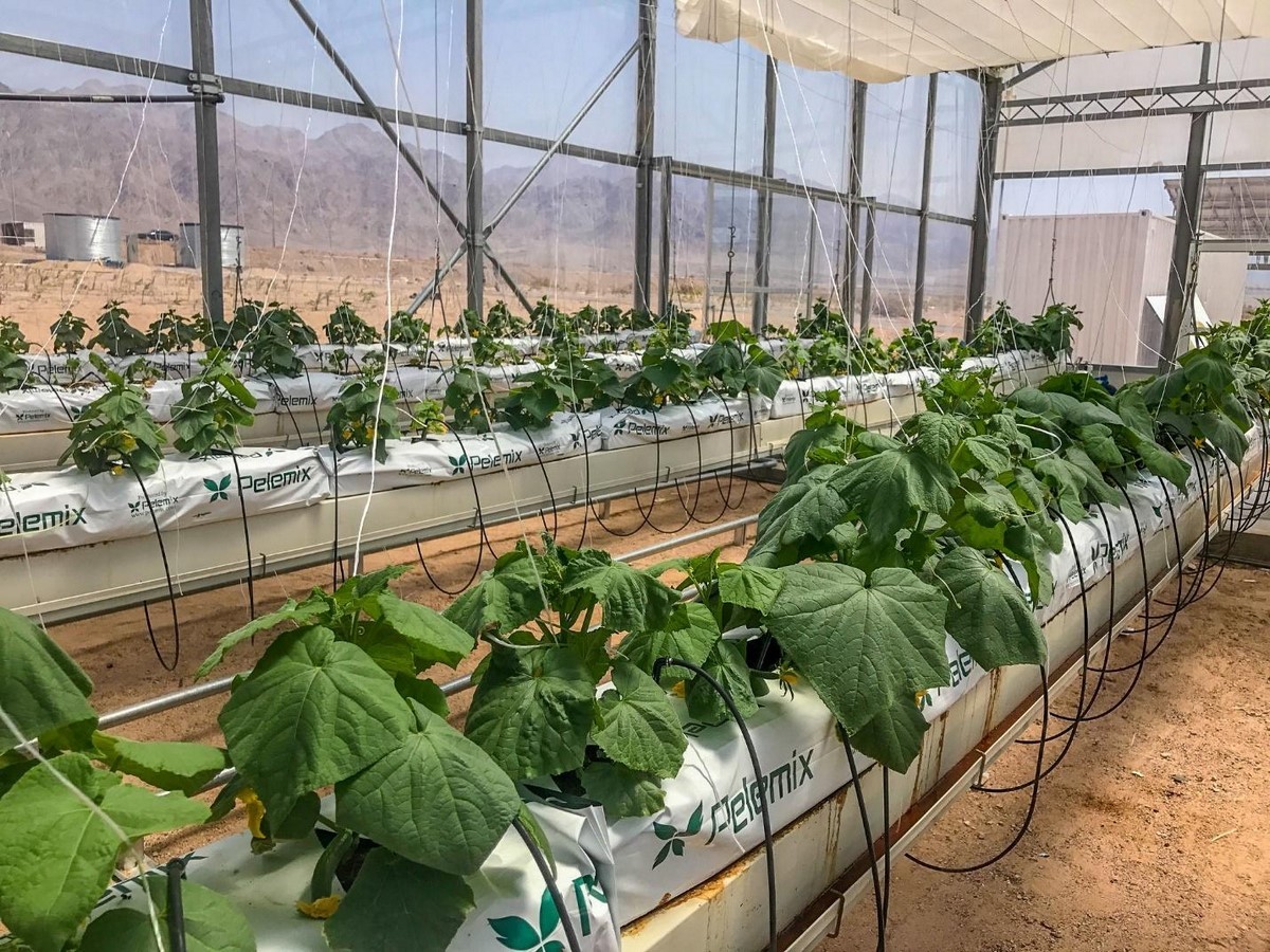 Sahara Forest Project Foundation, Tunisia: Ecosystem of the Desert - Sheet2