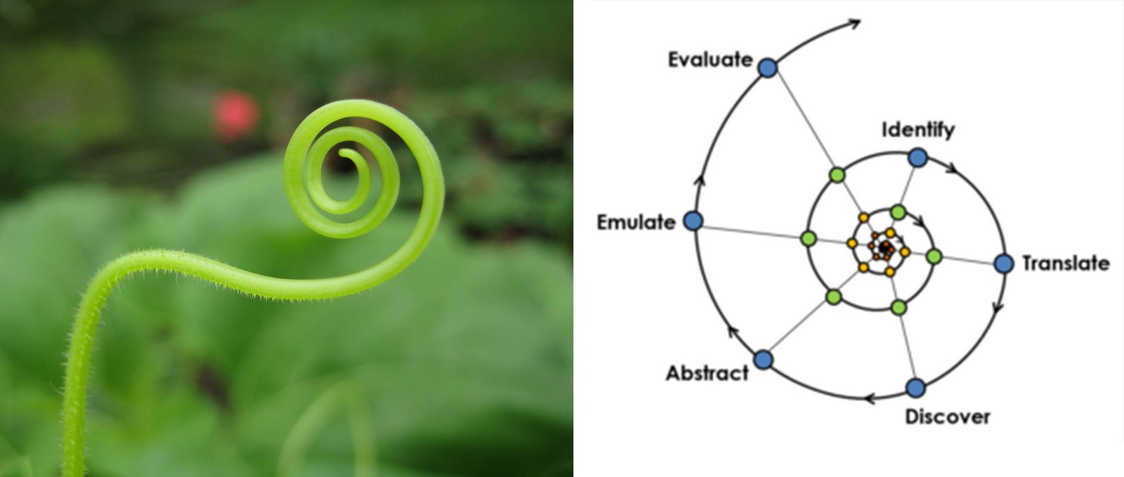 Biomimicry in Urban Design (A topic of your choice)- Sheet1