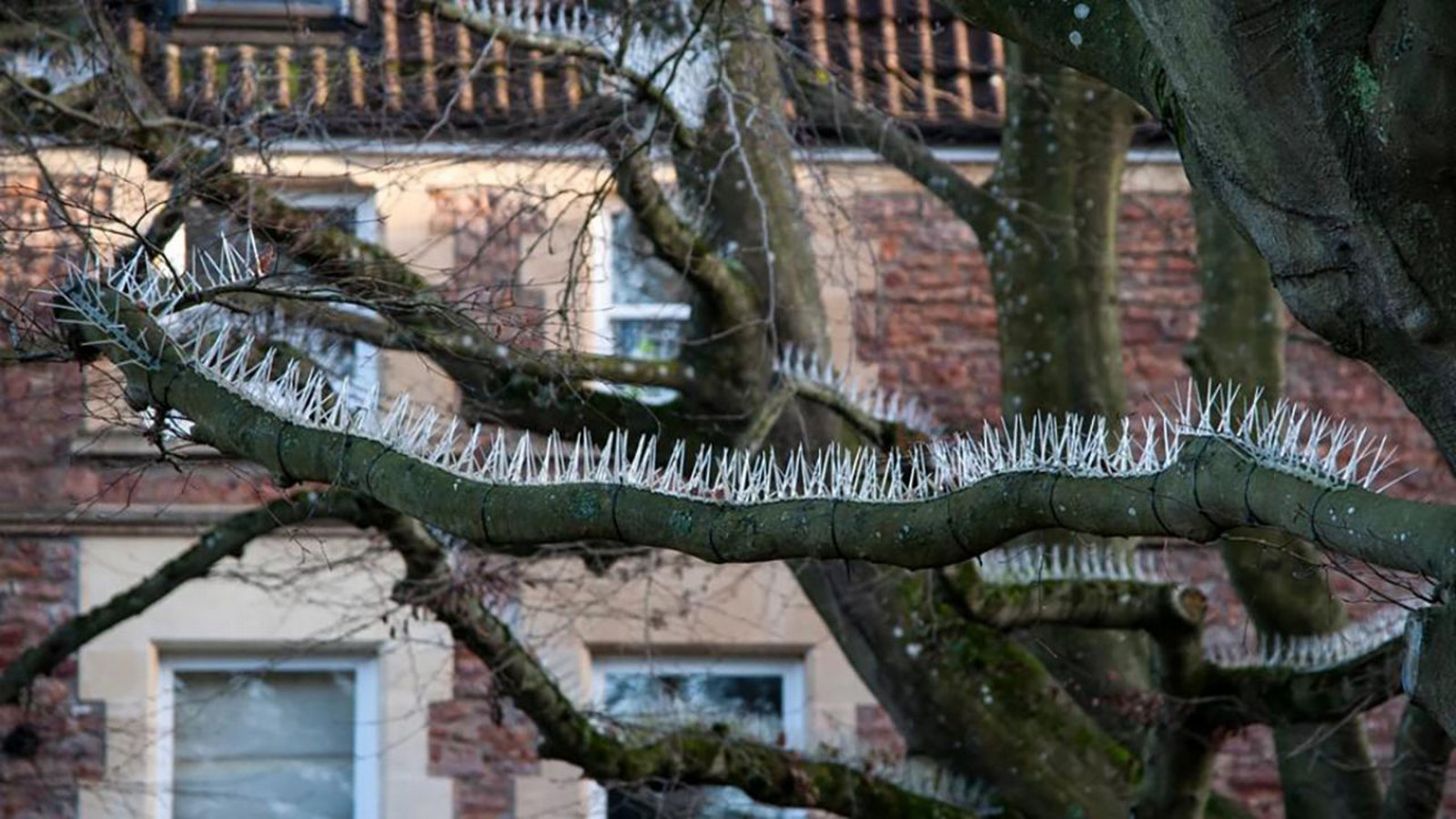 Hostile Architecture - Bird spikes in Bristol, England