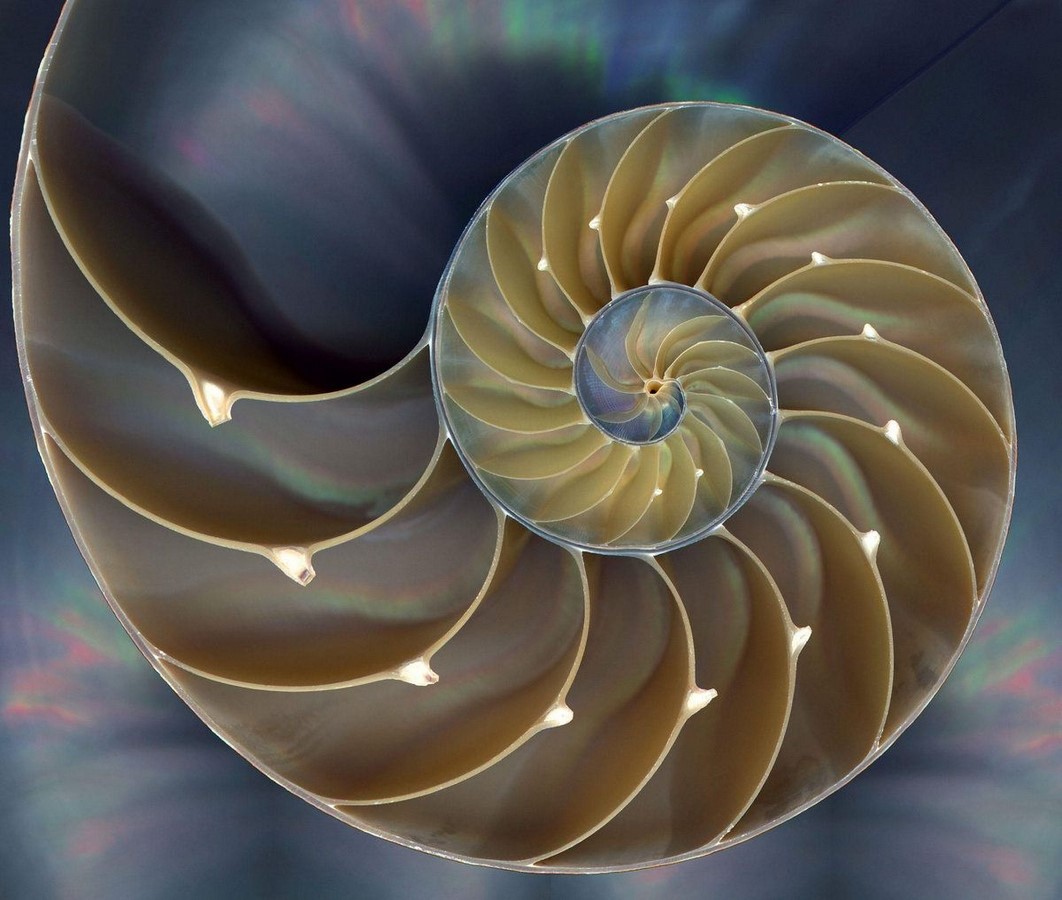 How can architects use Biomimicry while designing sustainable designs- Sheet2