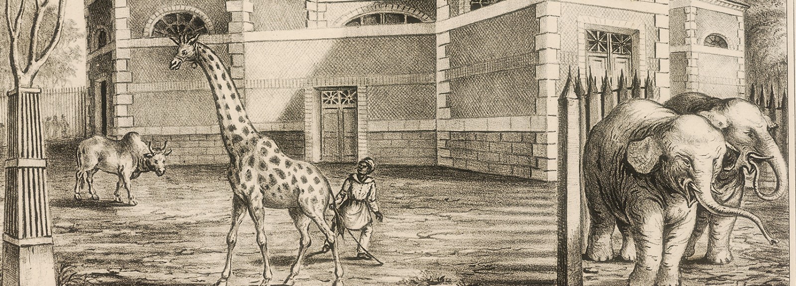 Rising Demand for Animal-friendly Architecture - Sheet2