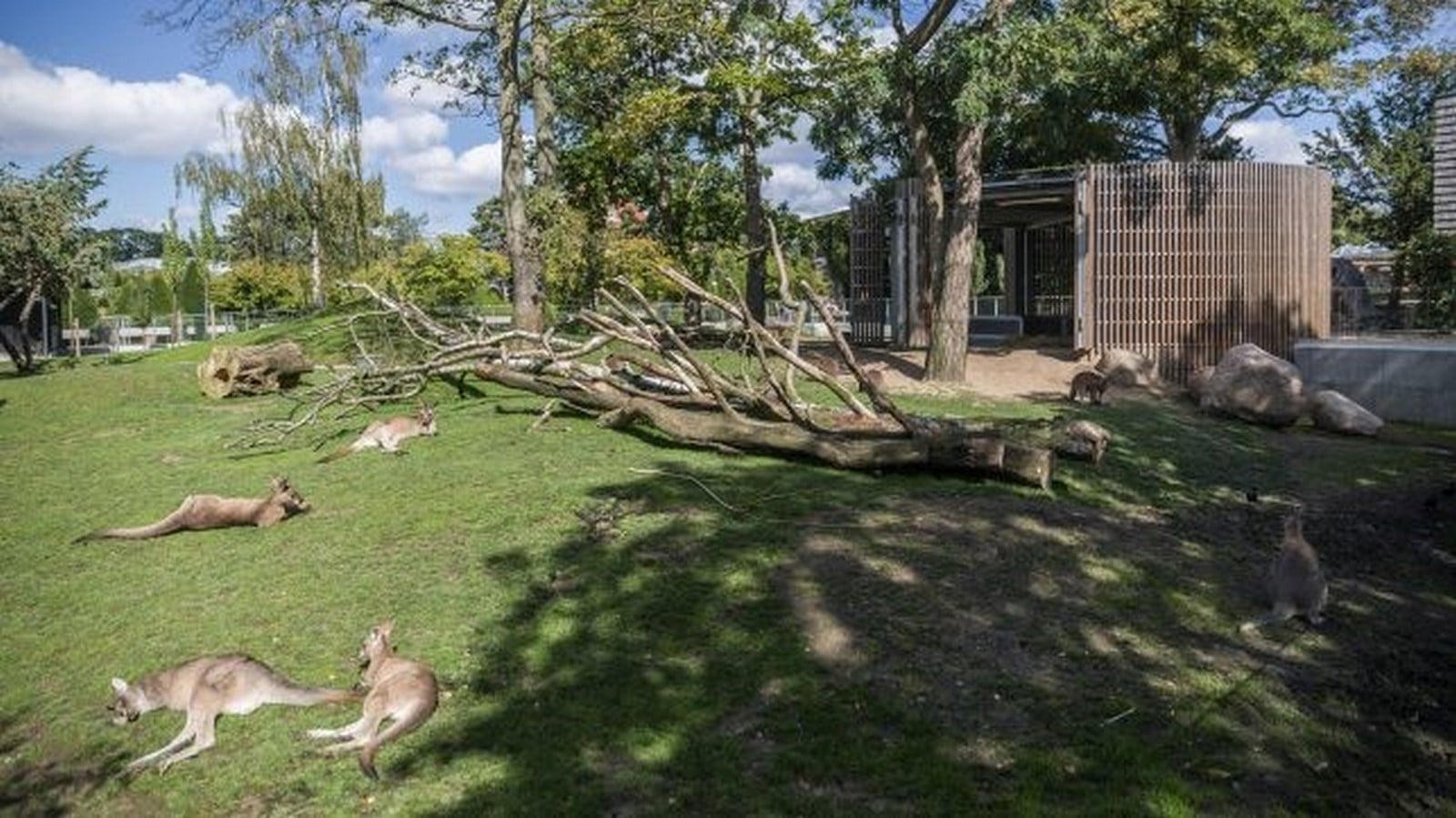 Kangaroo Enclosure ©weburbanist.com
