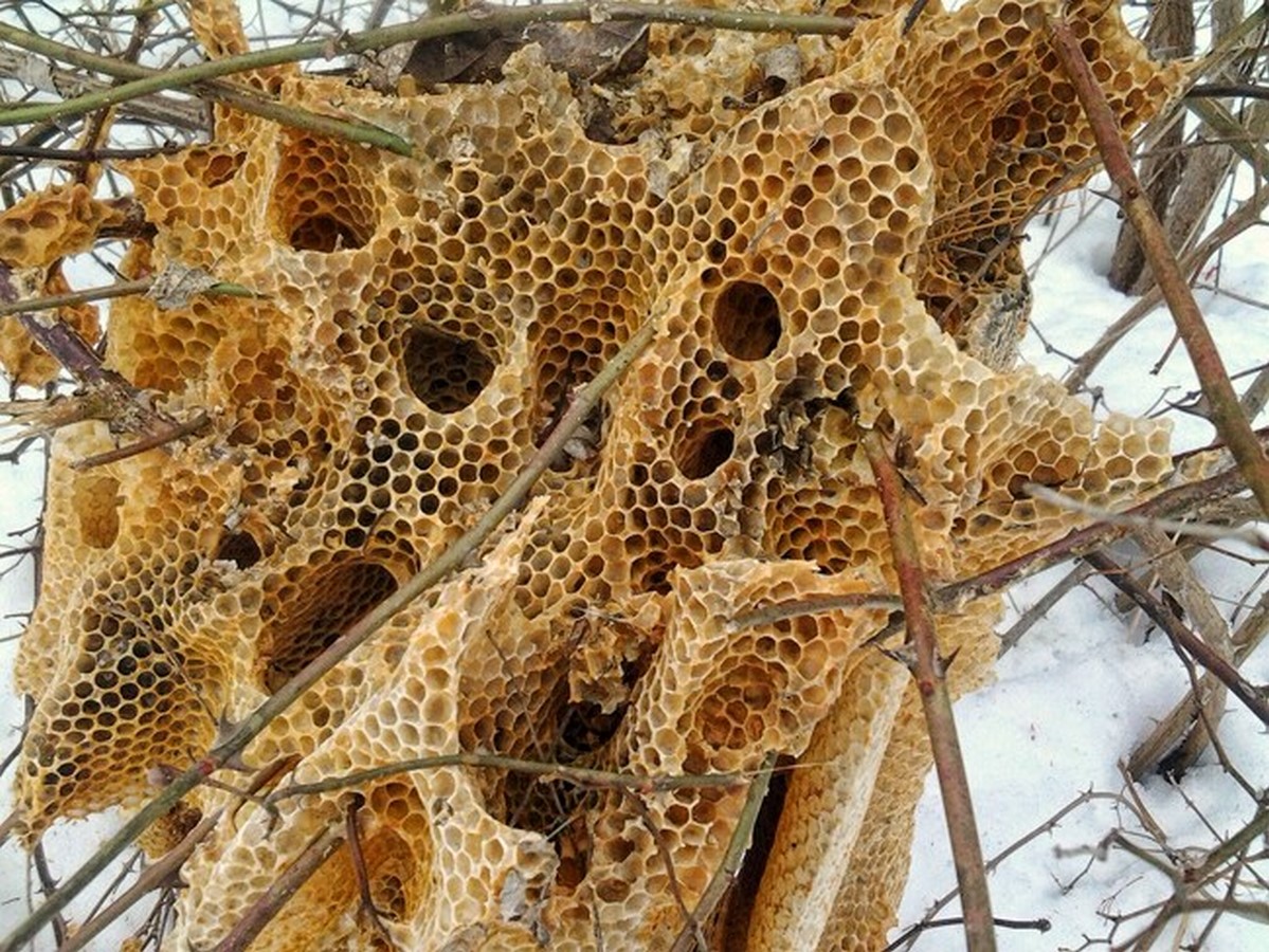 Architecture inspired by animal homes - Sheet9