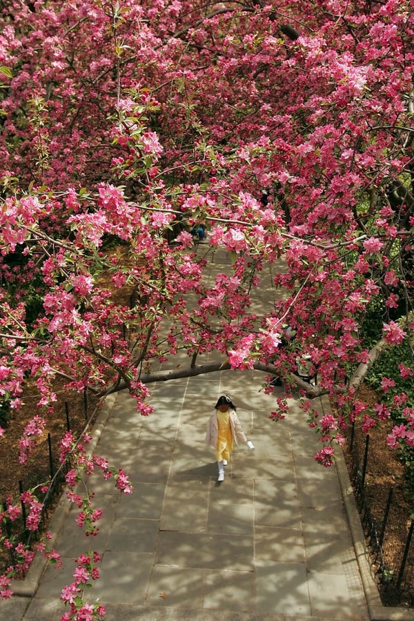 The sustainable and cultural significance of Central Park on New York -Sheet7