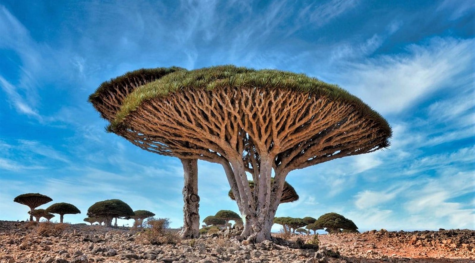 Socotra, Yemen - Sheet3