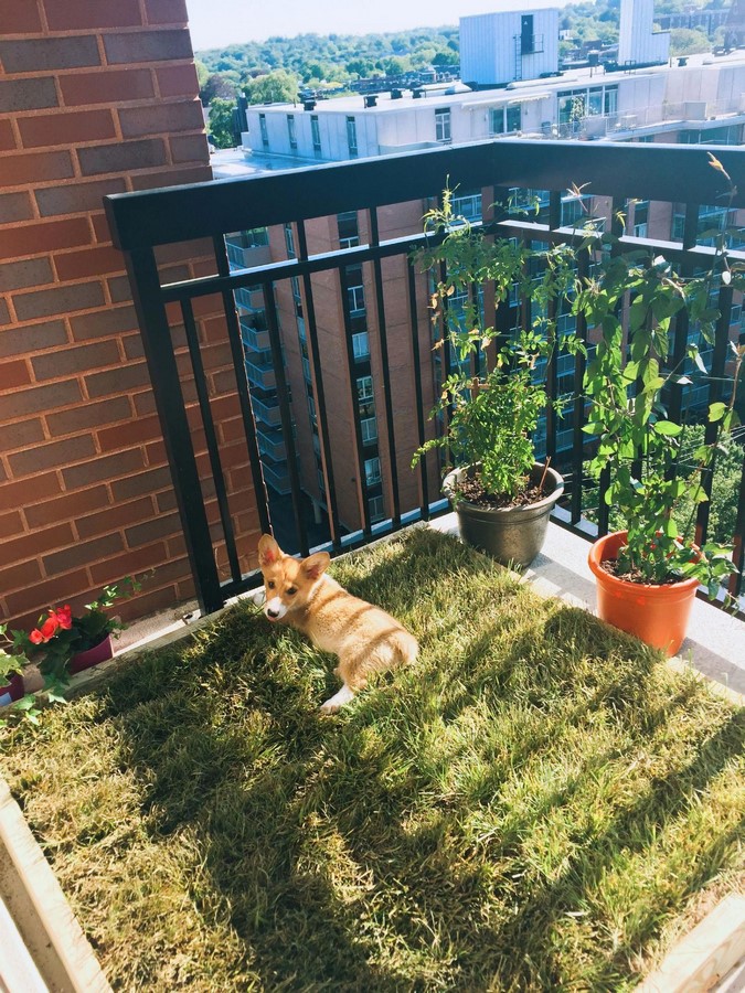 Pet-friendly balcony