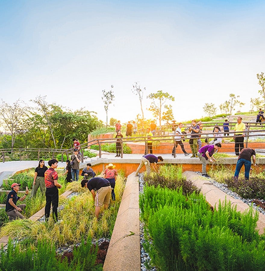 Thammasat University Rooftop Farm@httpsdirt.asla.org