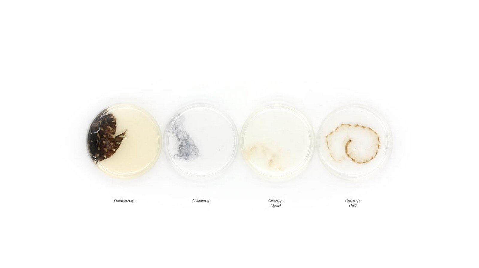 Totems by Neri Oxman: Biological and Environmental augmentation - Sheet4