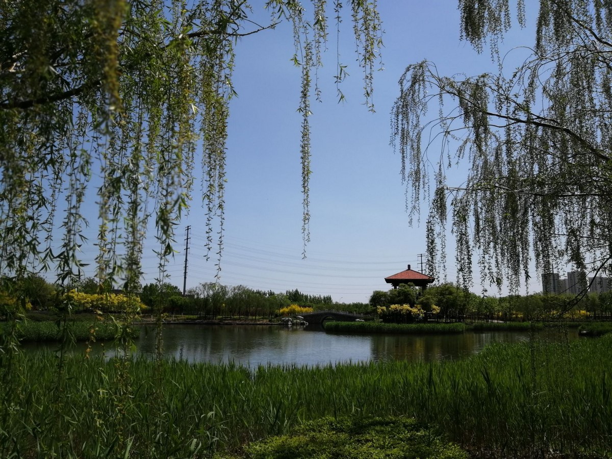 Natural escape through the Tianjin Lingang Ecology Wetland Park - Sheet1