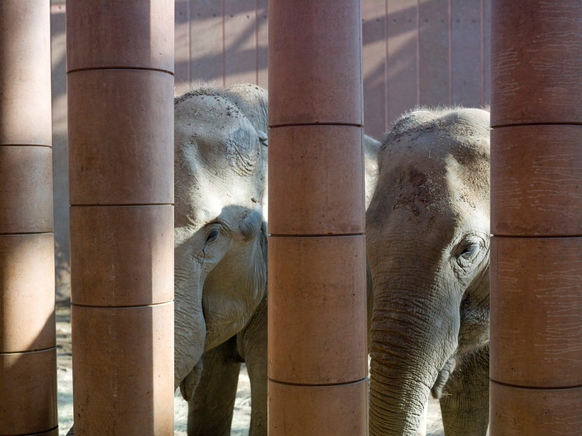 Elephant House, Denmark by Norman Foster: Home away from Home - Sheet1