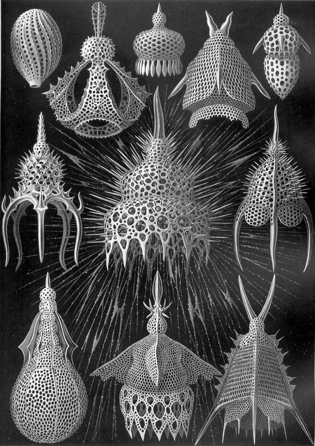 15 Examples of nature-inspired Architecture - Sheet1