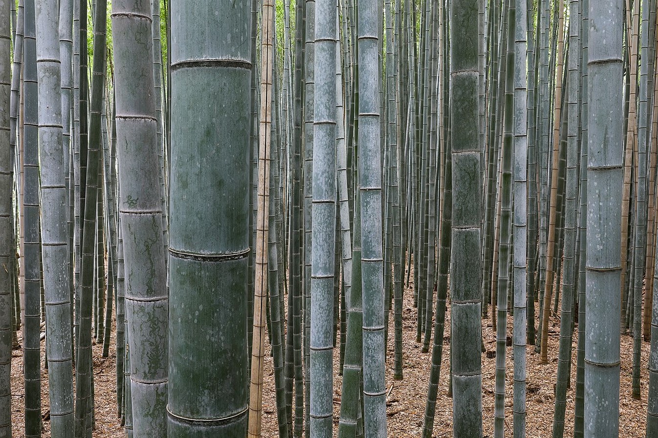 Alternative Materials: Polymer-bamboo Reinforced Concrete - Sheet2
