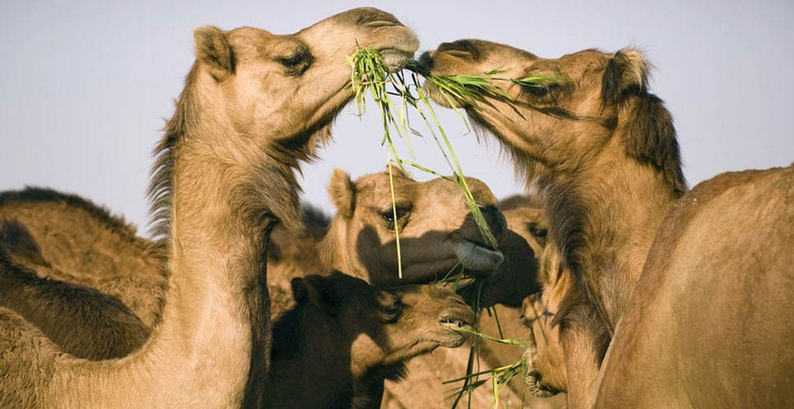 National Research Centre on Camel_©rajasthan.gov.in