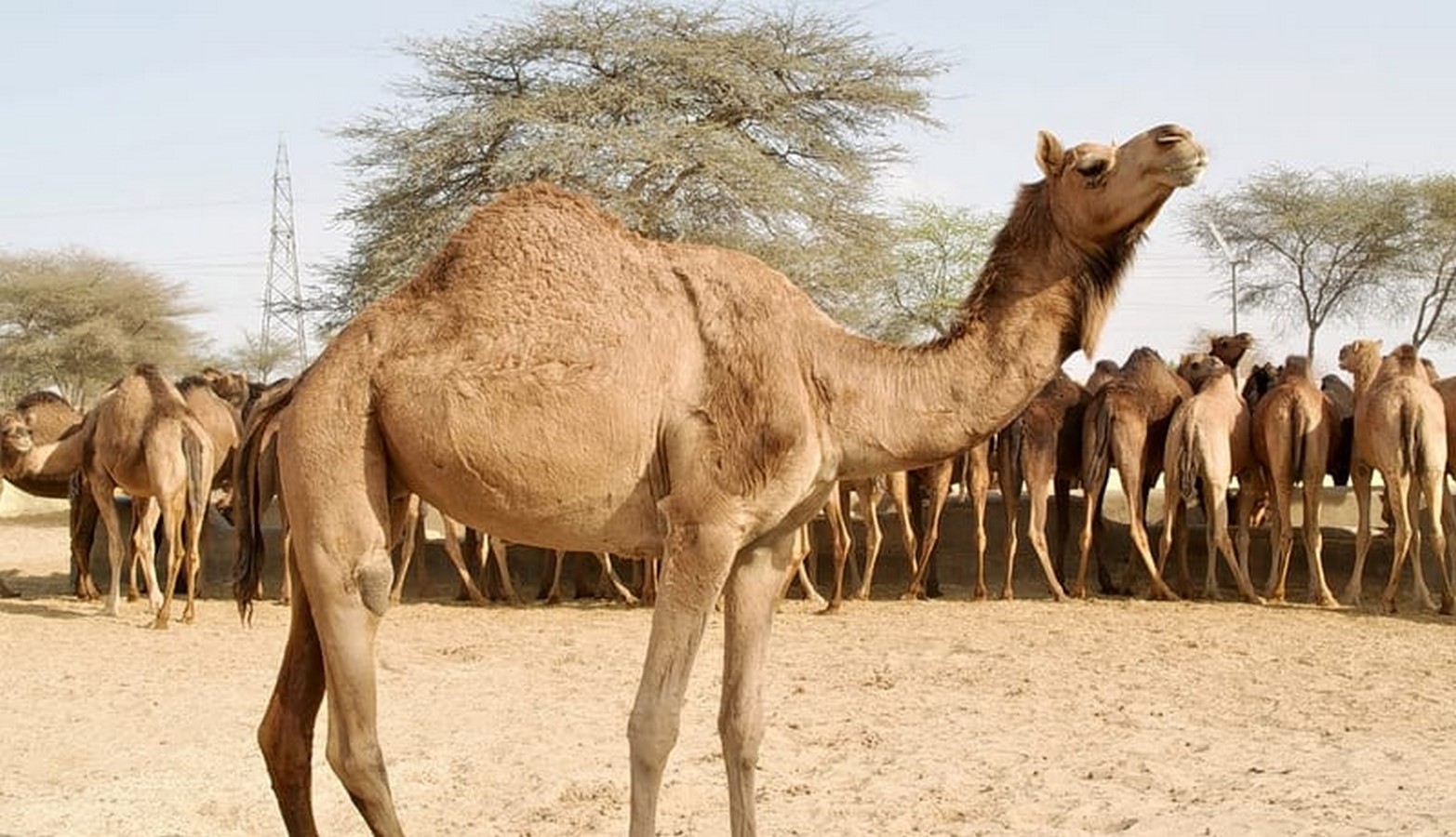 National Research Centre on Camel_thrillophilia.com