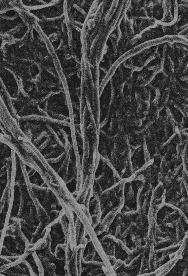 Alternative Materials: Mushroom Mycelium Technology by Mycotech Lab, Indonesia - Sheet1