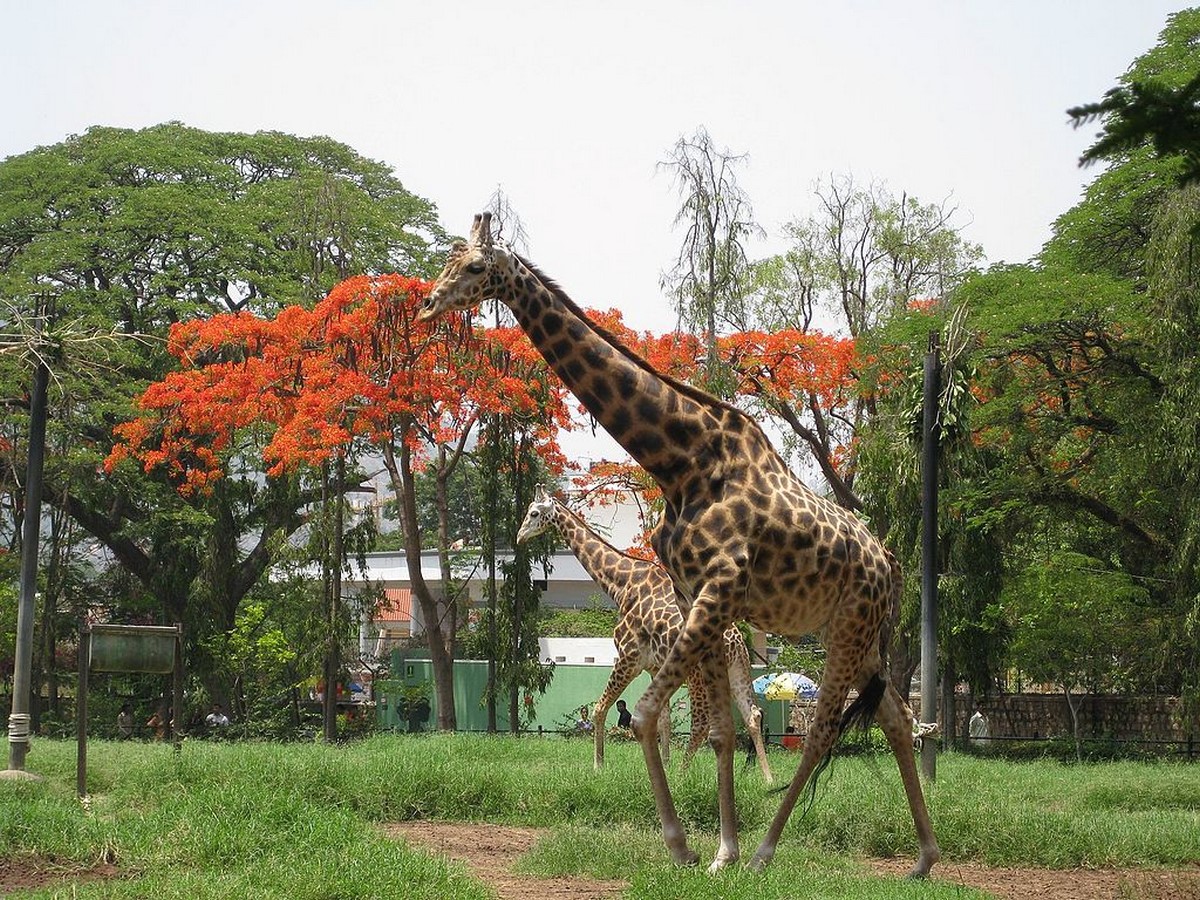 Places to visit in Mysore for the Travelling Architect - Sheet8