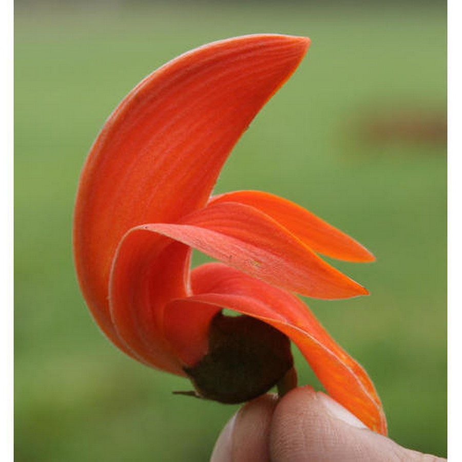 Symbiosis University Auditorium, Pune by Shashi Prabhu: Inspired from Flower - Sheet4