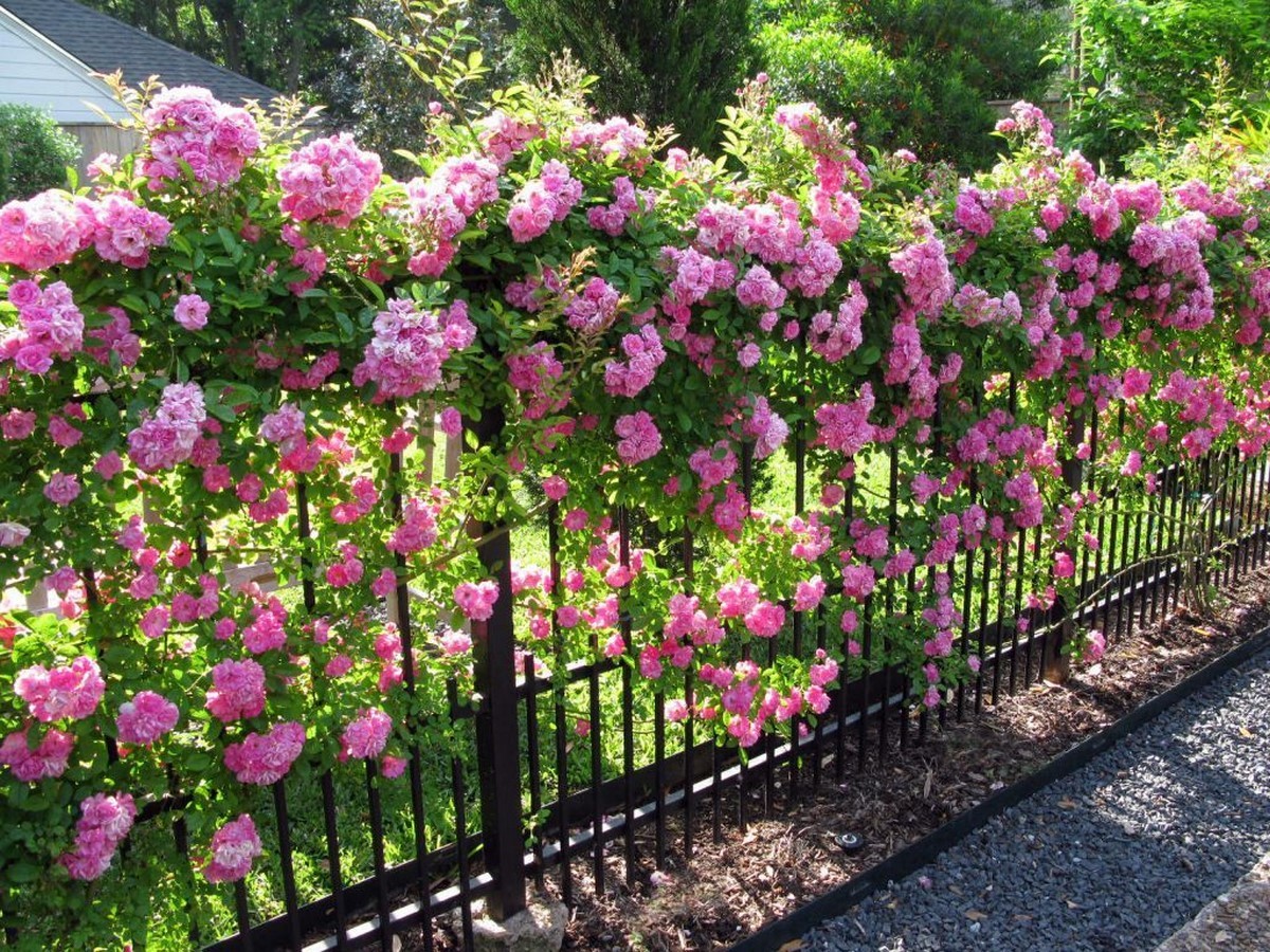 50 Ideas and Tips for Landscaping - Sheet22