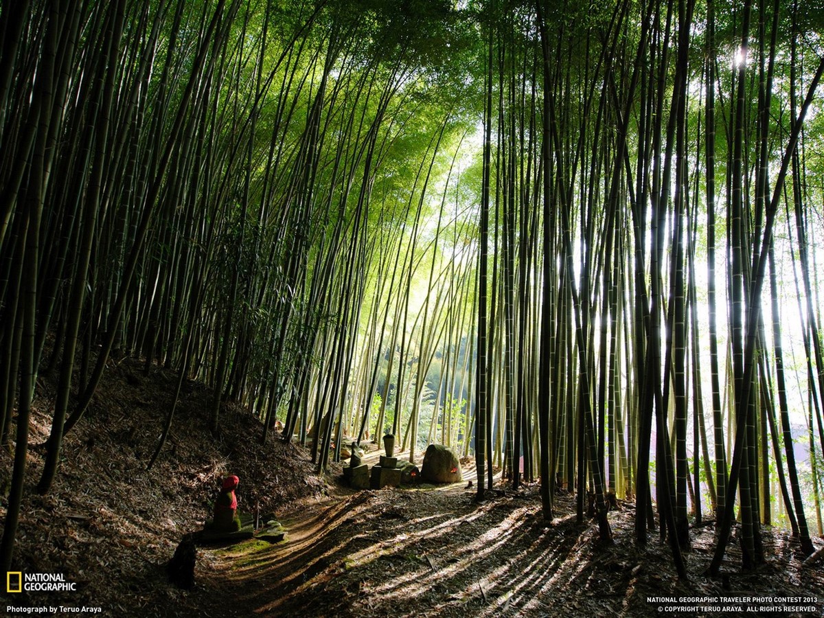 Youtube for Architects: Bamboo—the Tradition of the Future - Sheet2