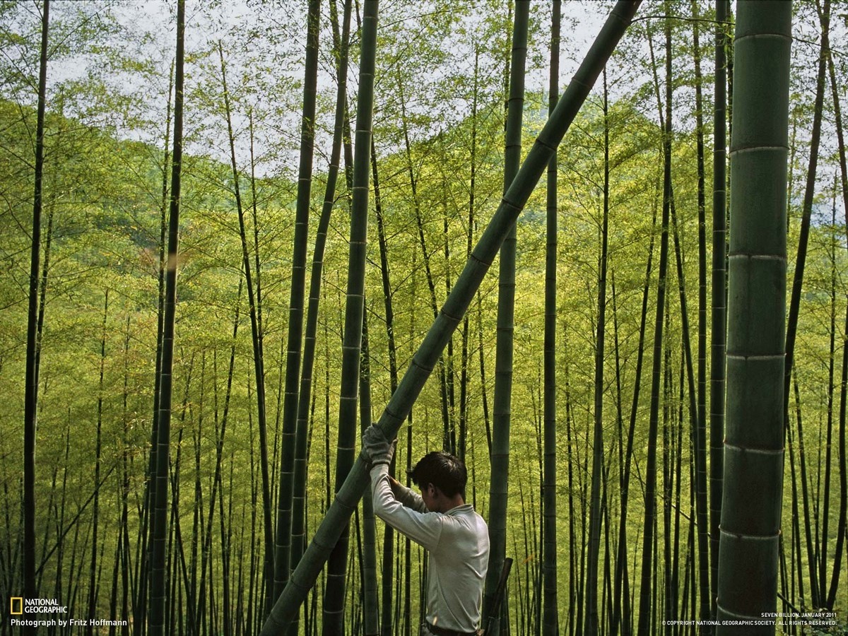 Youtube for Architects: Bamboo—the Tradition of the Future - Sheet5