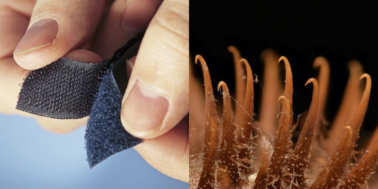 Is Sustainability through biomimicry possible? - Sheet1