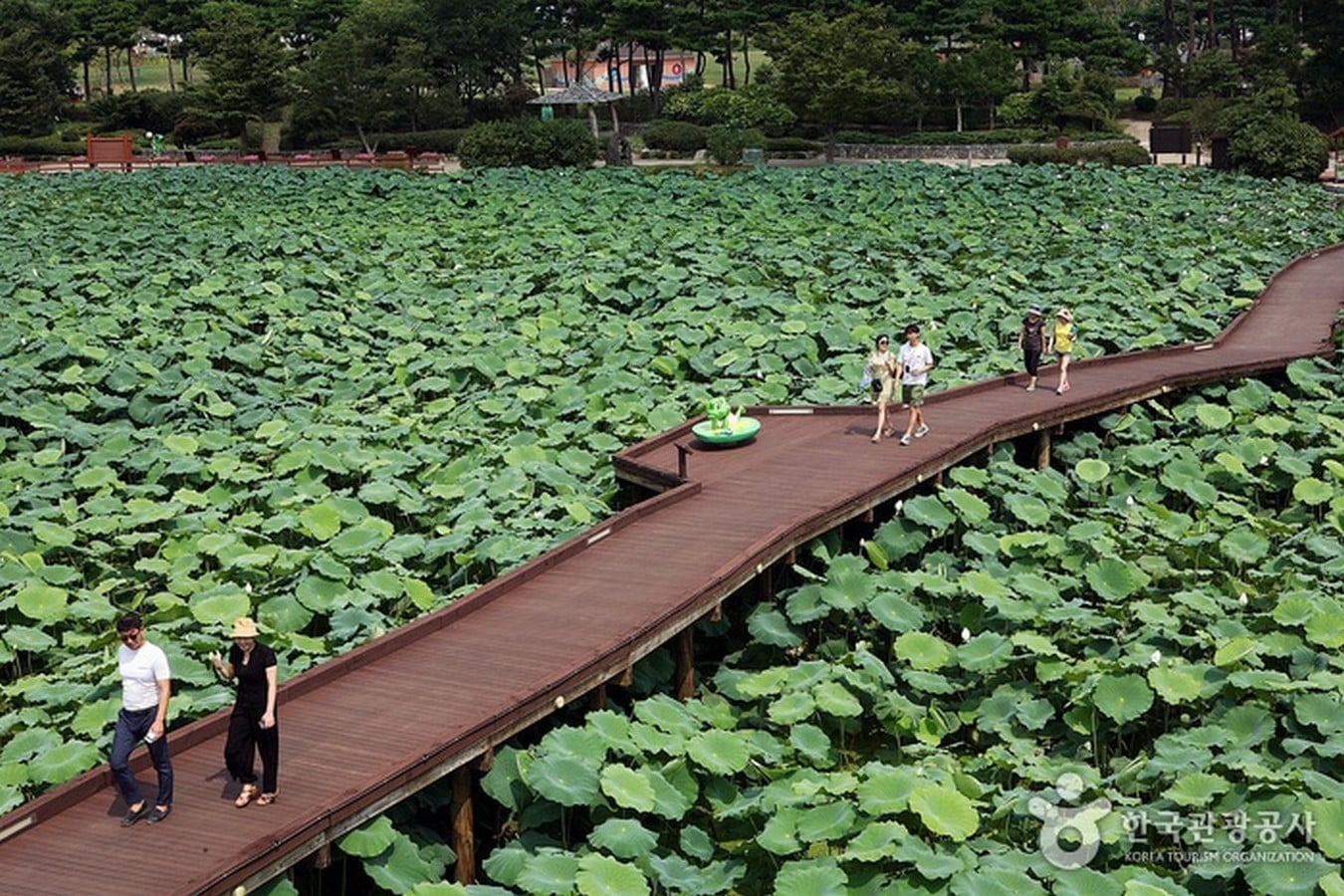 Hoesan White Lotus Pond, Jeonranamdo - Sheet2