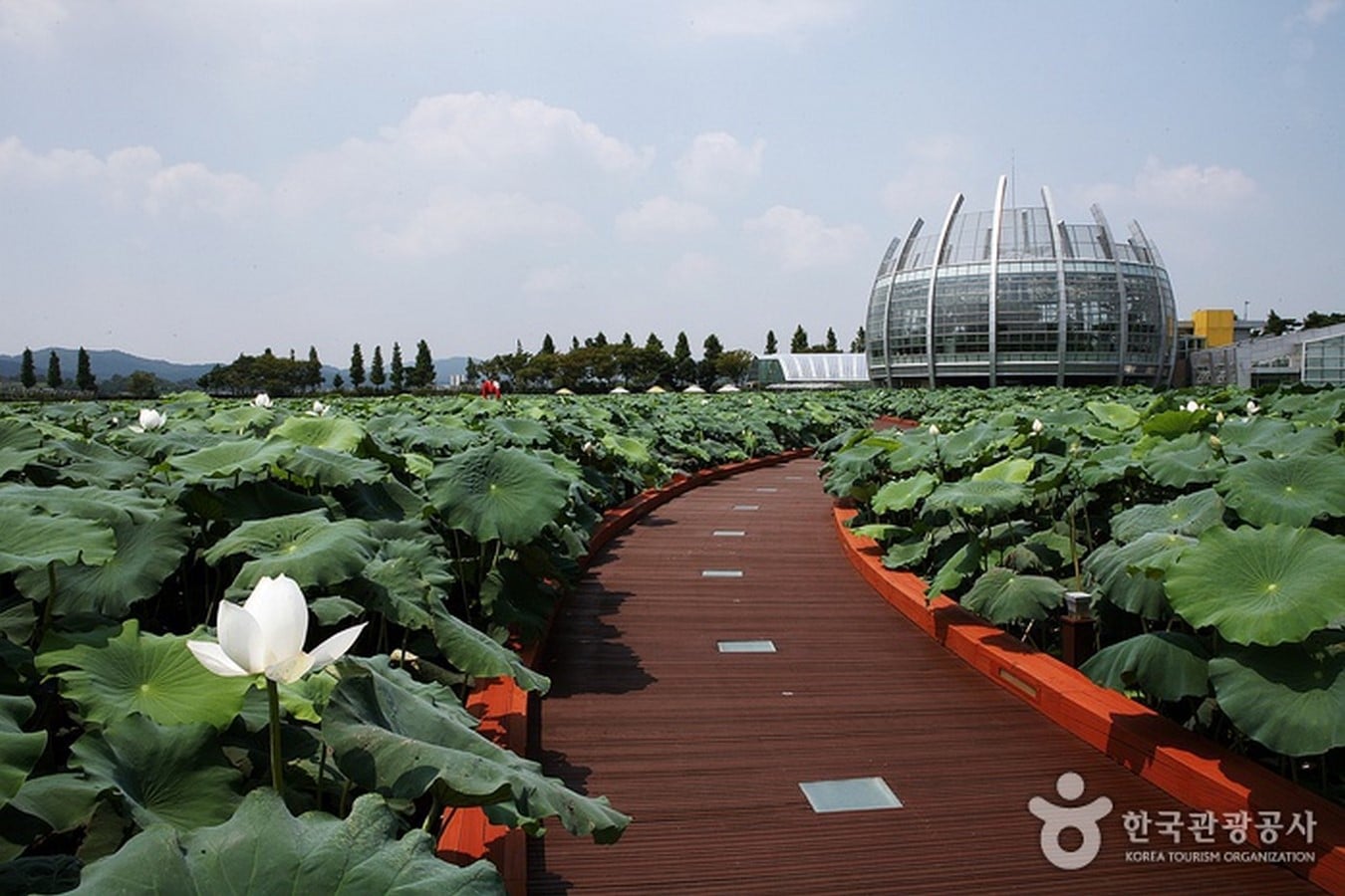 Hoesan White Lotus Pond, Jeonranamdo - Sheet3