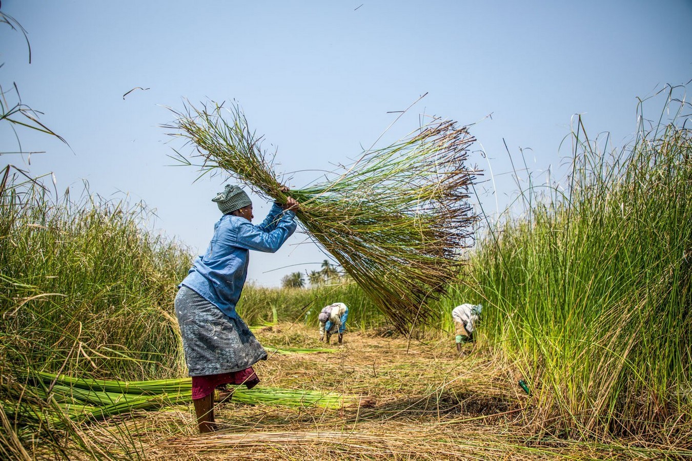 How are the rural development projects kill cottage industries - Sheet3
