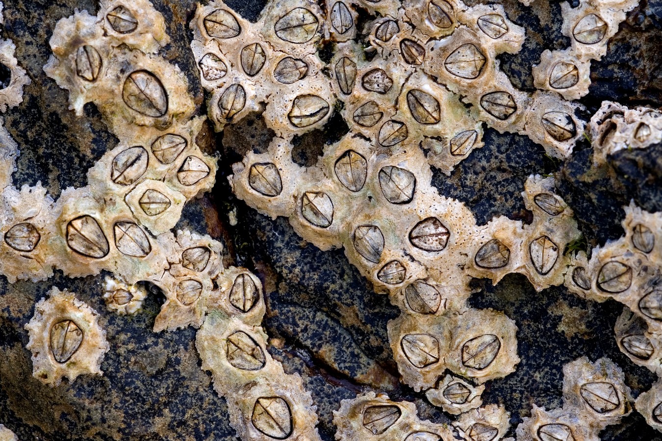 Anthozoa. by Neri Oxman: 3D Printed Dress Sheet2
