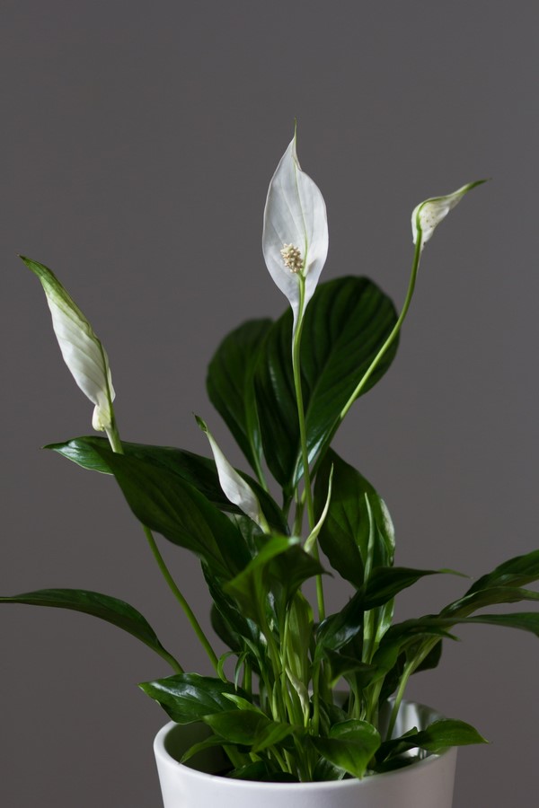 11 Plants for your workstations Sheet11