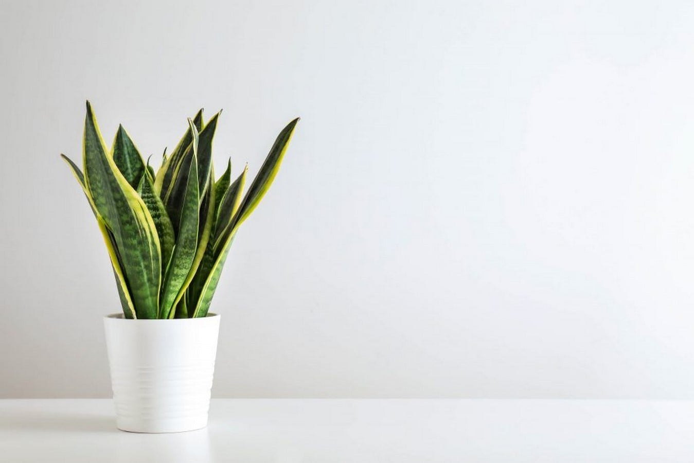 11 Plants for your workstations Sheet2